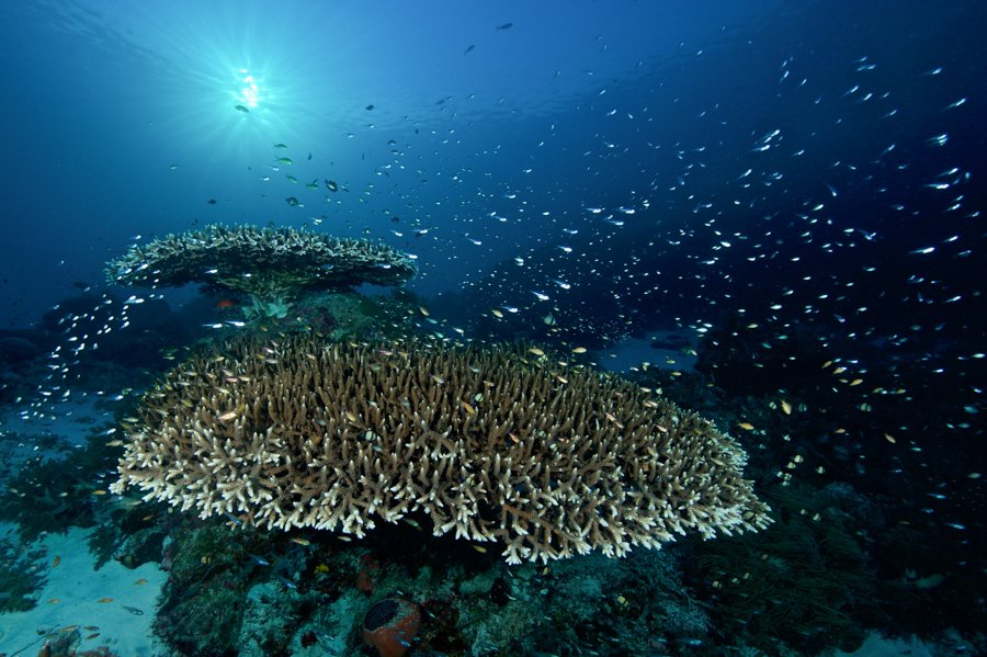 coral reef