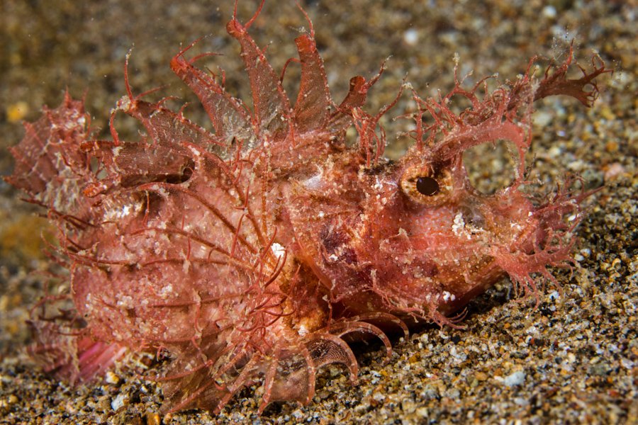 Malapascua Dive Sites