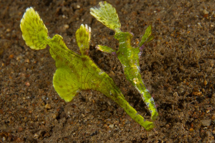 Malapascua Dive Sites