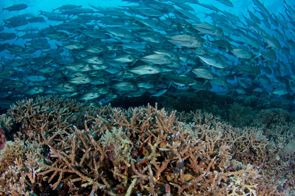 School of trevallies over reef at a Dauin dive site