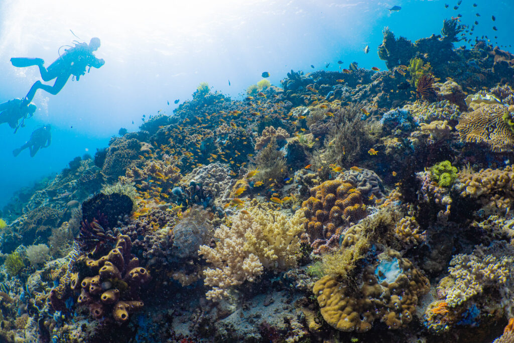 Divers exploring coral reef at Apo Island