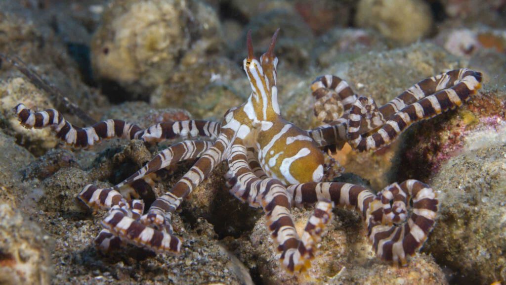 Wunderpus octopus displaying its brown and white markings