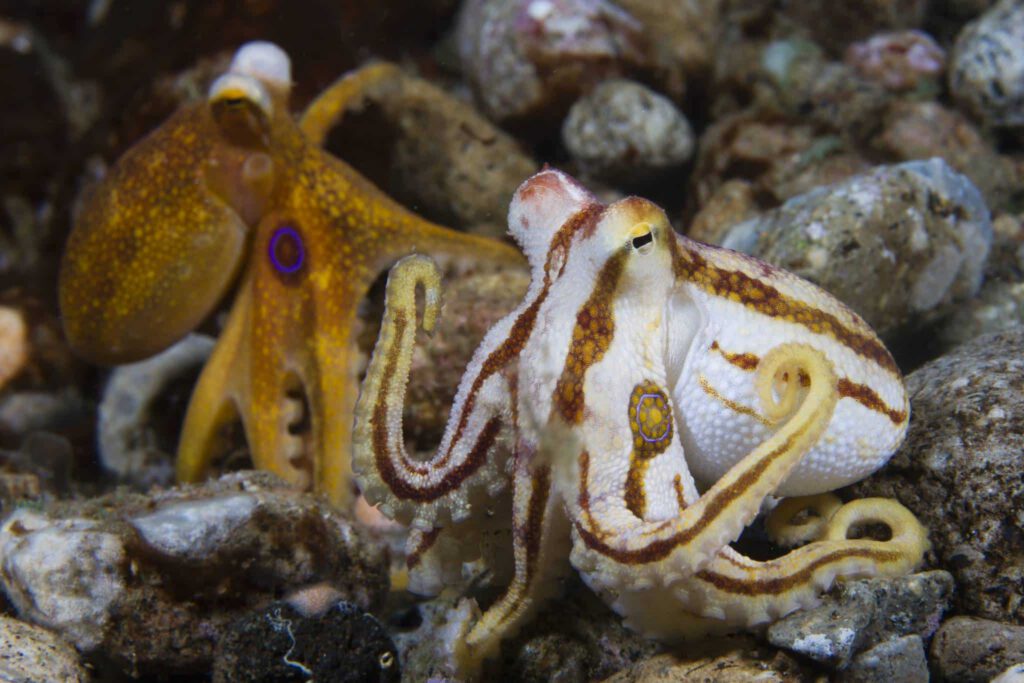 Mototi octopus on the sandy bottom at Bonet’s Corner