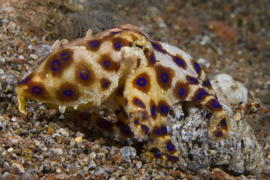 Blue-ringed octopus photographed while diving in Dauin