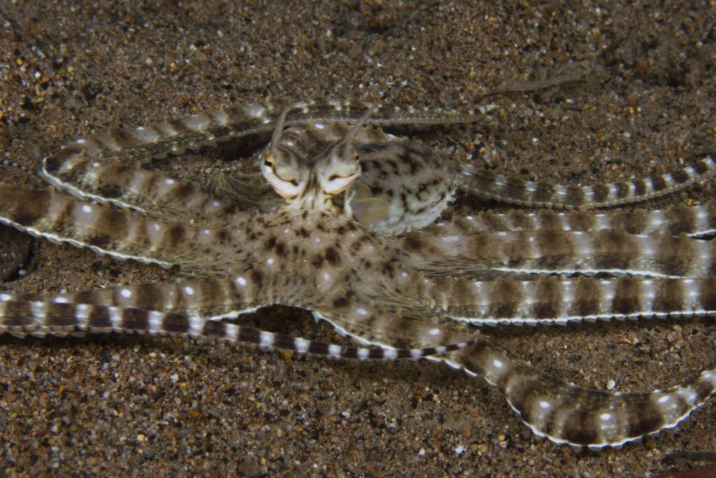 Mimic octopus encountered during a muck dive in Dauin