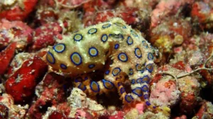 Blue-ringed octopus