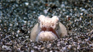 Crocodile Snake Eel