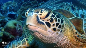 Green Sea Turtle 