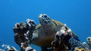 Hawksbill sea turtle (Eretmochelys imbricata) resting on a coral reef