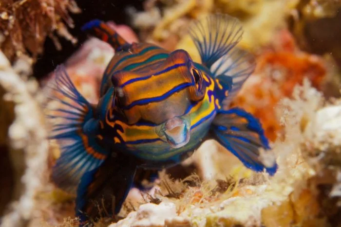 Mandarin dragonet