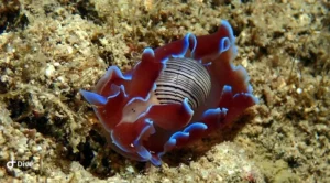 Rose Petal Bubble Snail