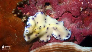 This marine creature is a Laing Island Flatworm