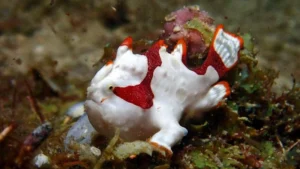 Warty Frogfish (Antennarius maculatus), also commonly known as the Clown Frogfish