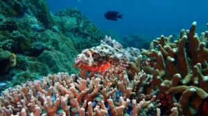 a highly camouflaged scorpionfish, likely a Tasseled Scorpionfish