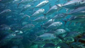 a large school of Bigeye Trevally