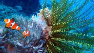 a pair of Ocellaris clownfish (Amphiprion ocellaris) living in a symbiotic relationship with a sea anemone