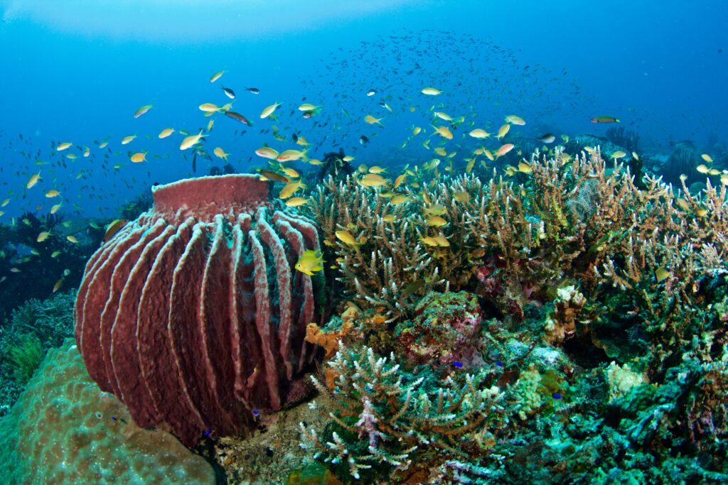 Barrel sponge and reef fish at a Dauin dive site