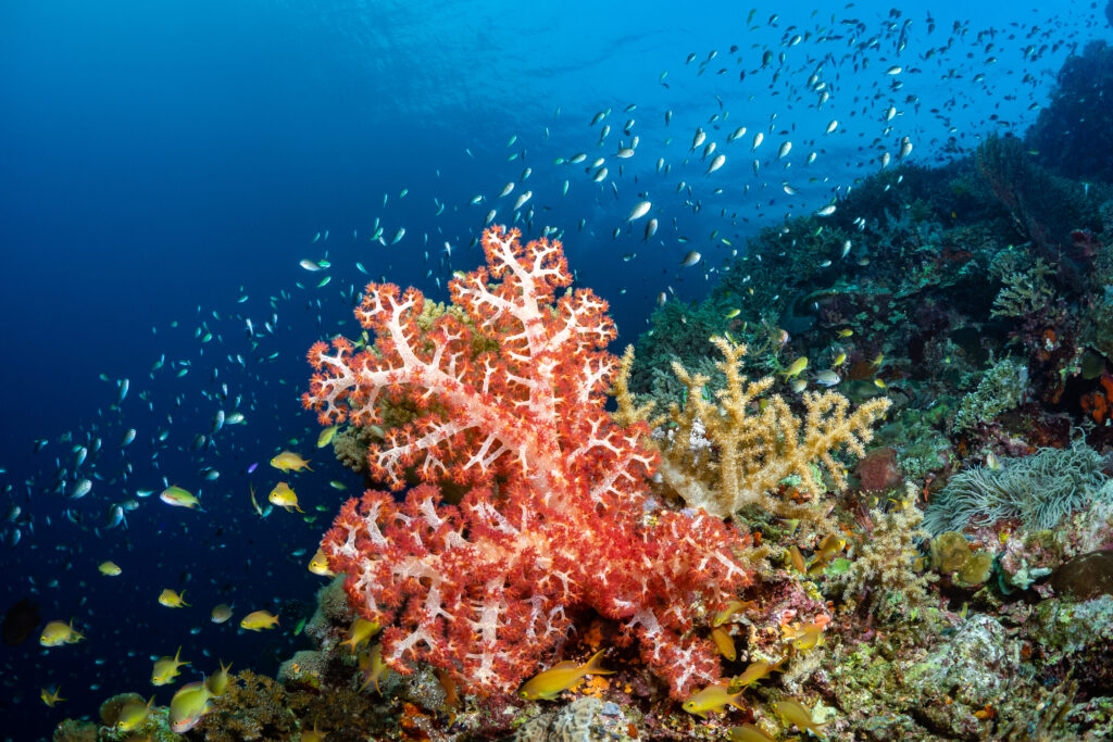 Colorful soft coral with reef fish at a Dauin dive site