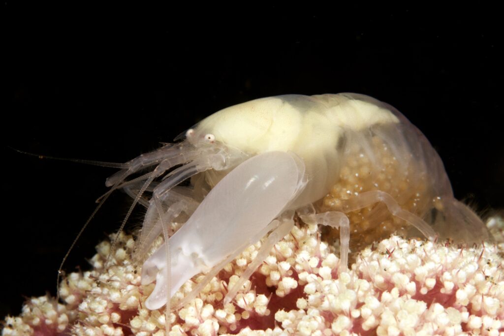 Emperor shrimp on nudibranch at Masaplod, a Dauin dive site