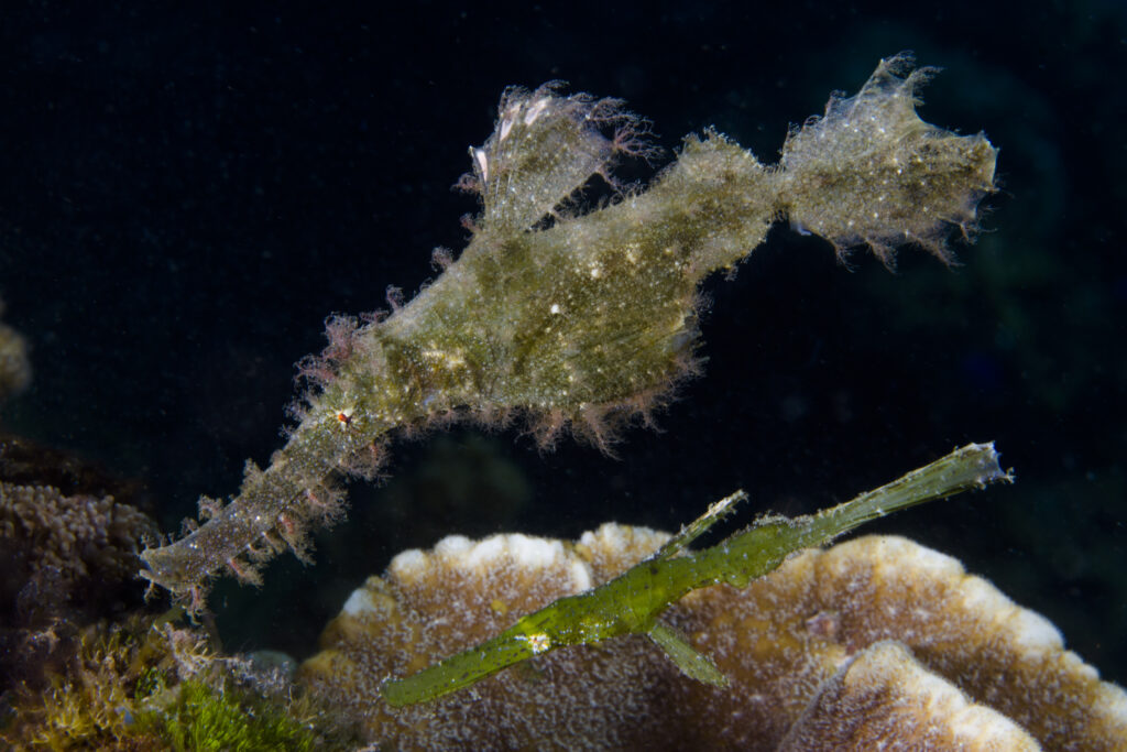 Ghost pipefish camouflaged on coral at Sarah's Place, a Dauin dive site