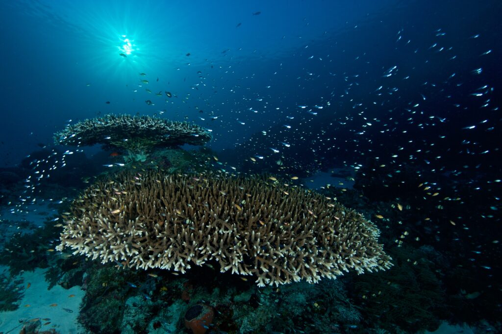 Table coral reef with fish school at a Dauin dive site