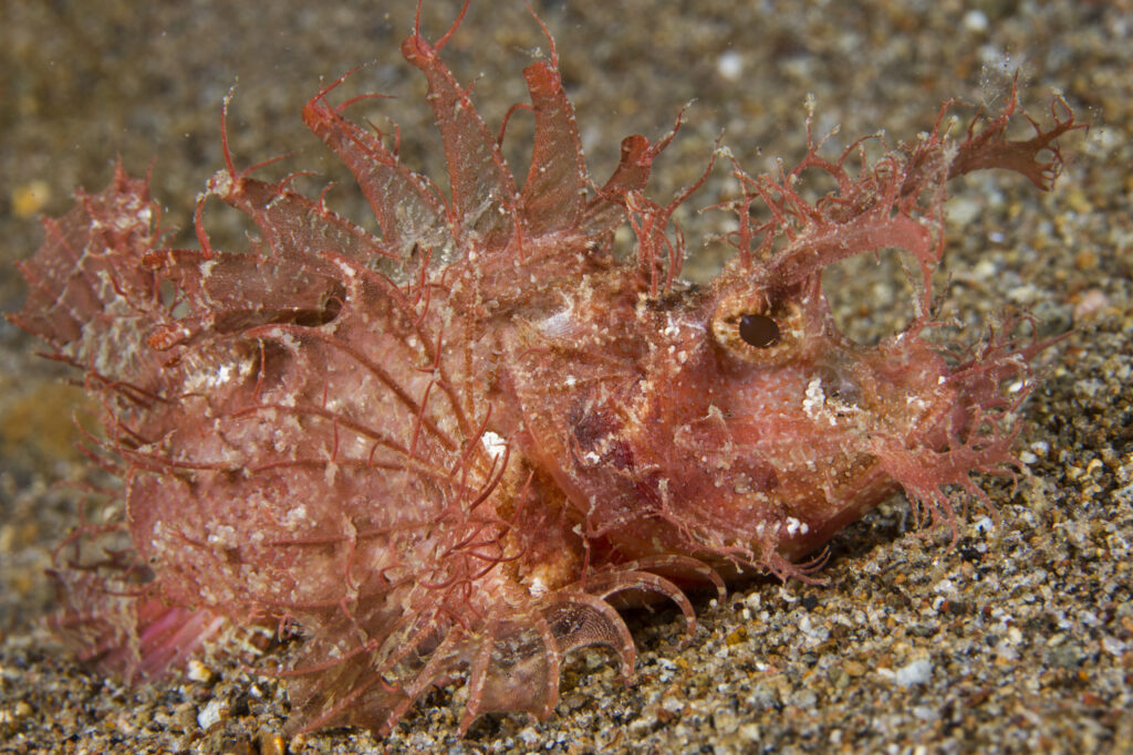 Colorful nudibranch at a Dauin dive site