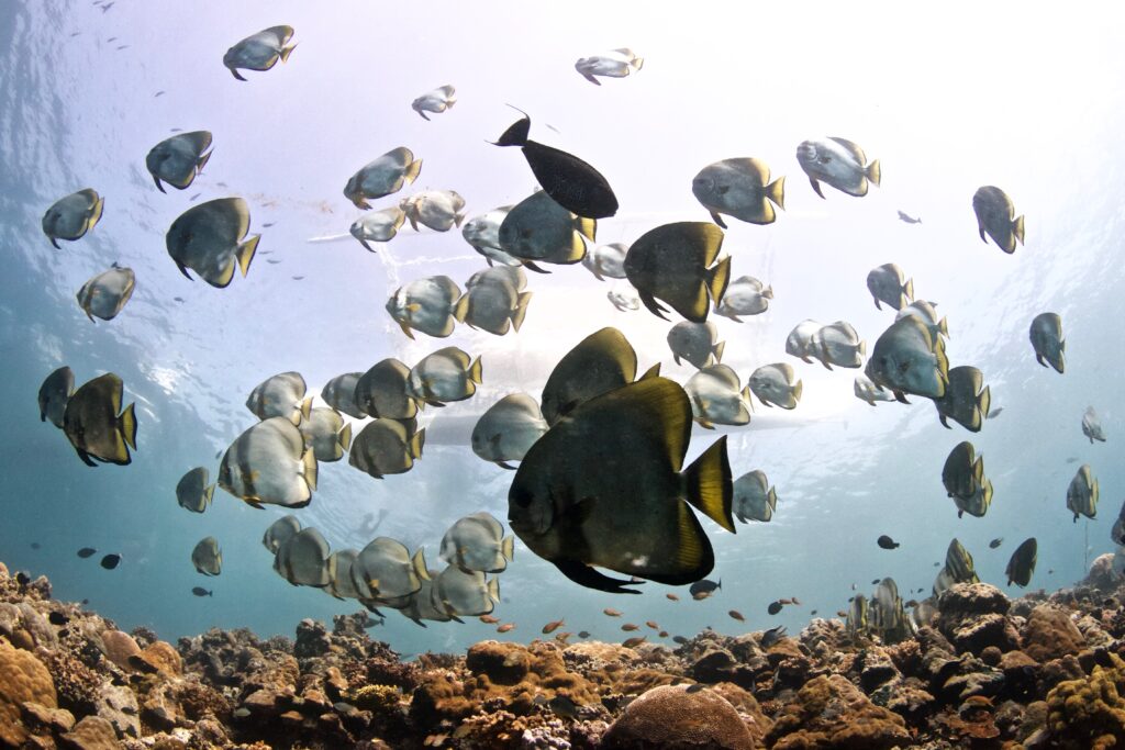 School of batfish at a Dauin dive site