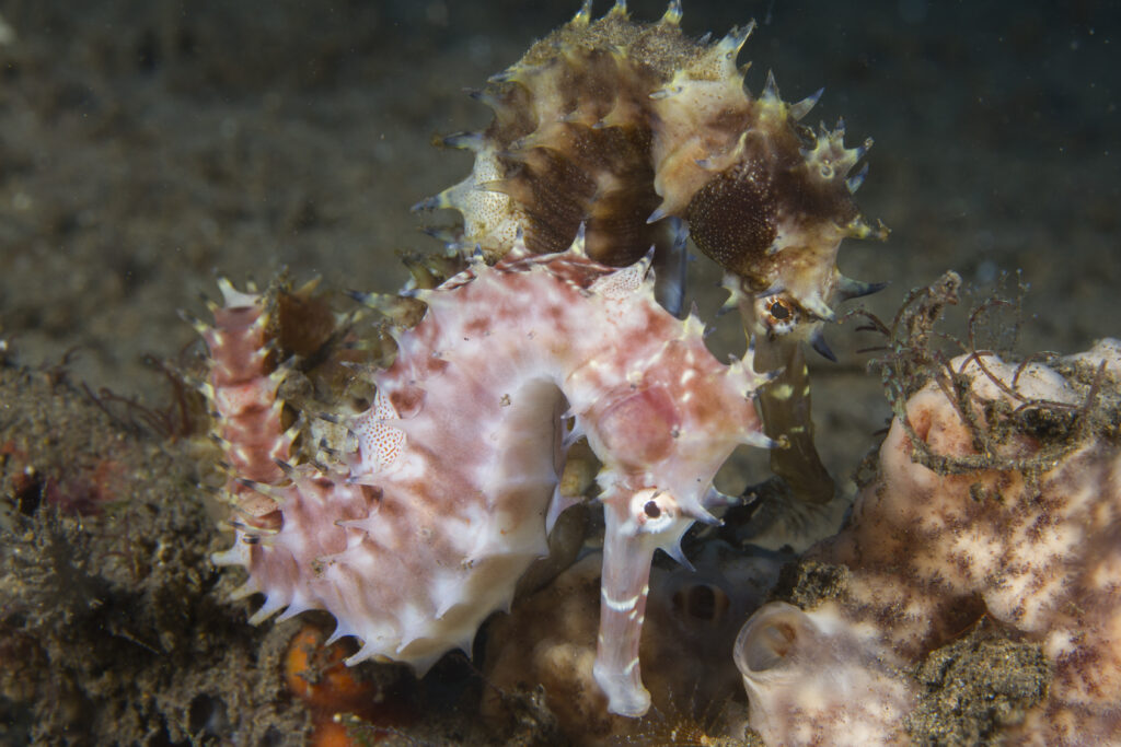 Ghost pipefish camouflaged at Car Wreck, a Dauin dive site