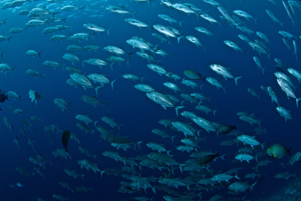 School of jacks at a Dauin dive site