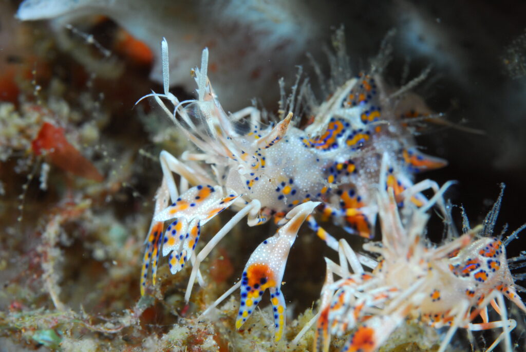 Zebra crab on sea urchin at Dauin North and South dive site