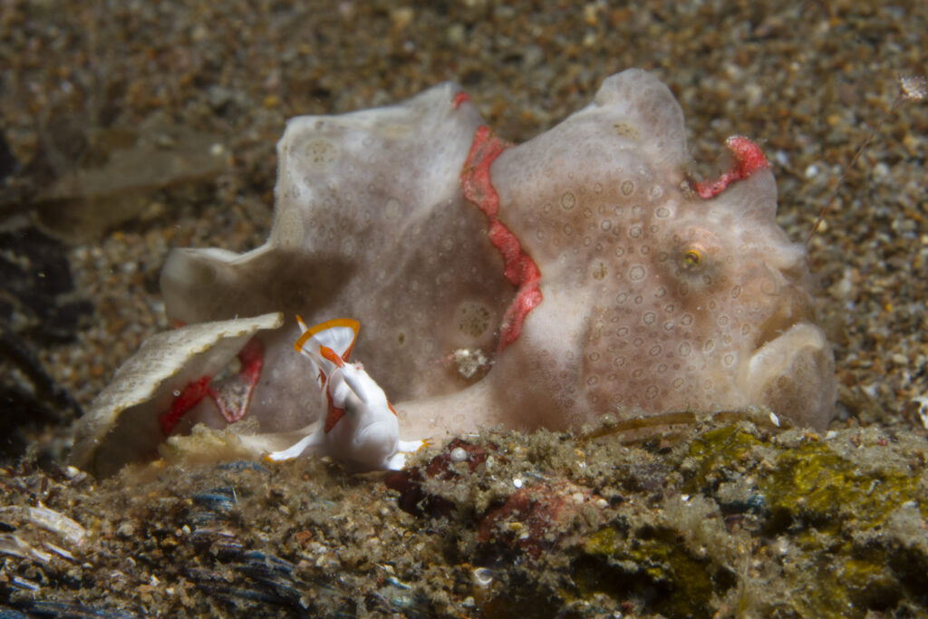 Frogfish at Ginama Point, a unique Dauin dive site
