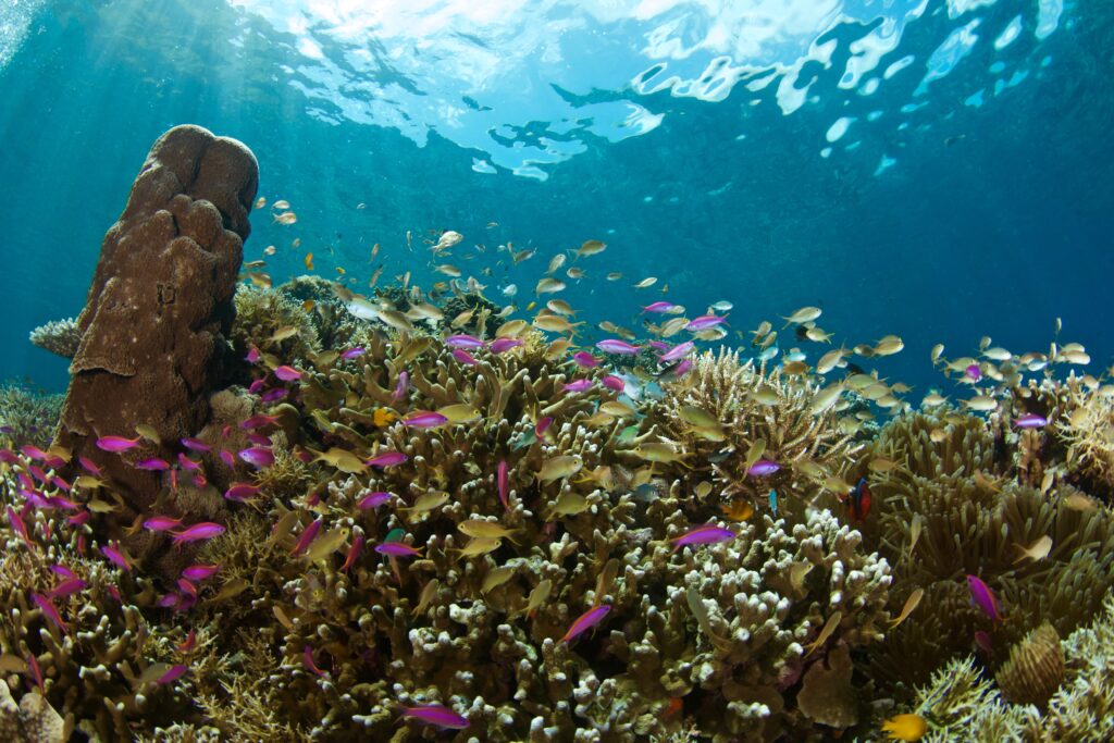 Colorful reef fish near Oslob, a Dauin day trip destination