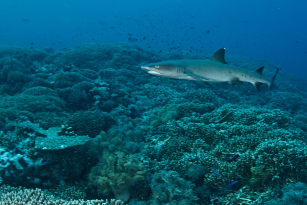 Reef shark over coral at a Dauin dive site