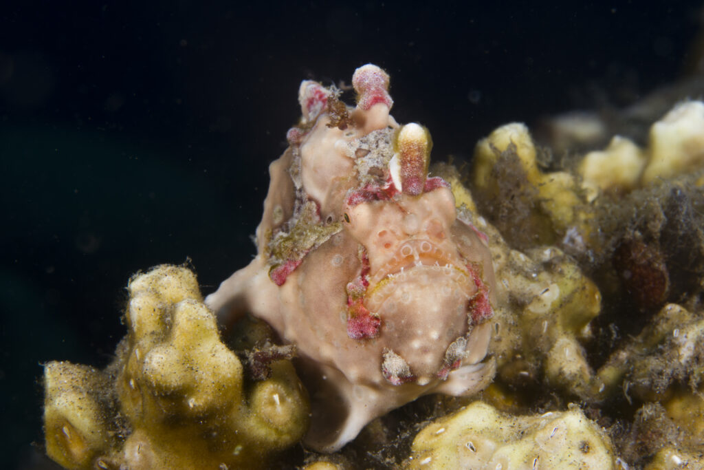 Frogfish camouflaged on coral at a Dauin dive site