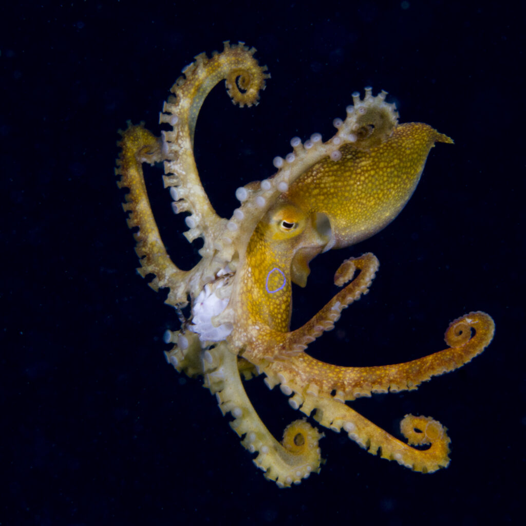 Mototi octopus at Bonnet's Corner, a popular Dauin dive site