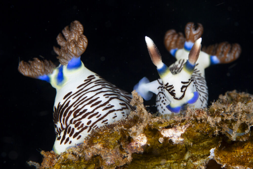 Pair of nudibranchs at a Dauin dive site