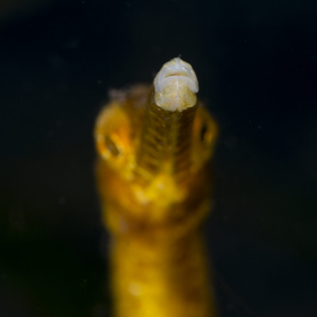 Ghost pipefish at Banka Wreck, a unique Dauin dive site
