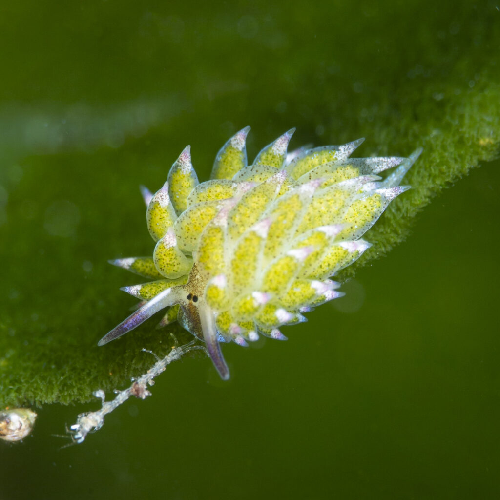 Nudibranch spotted during a Dauin day trip at Luca Sanctuary