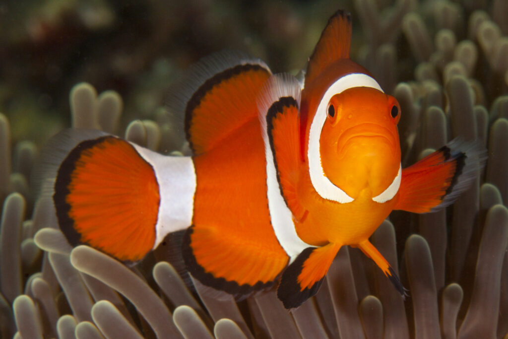 Clownfish at Pura Vida Housereef, a top Dauin dive site
