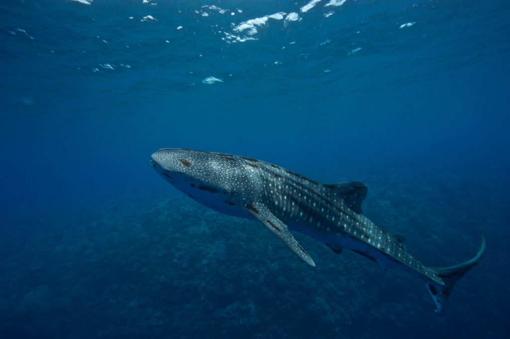 Whale shark at Oslob, a Dauin day trip destination